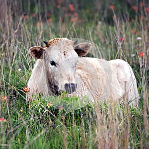 Longhorn Calf in Oklahoma