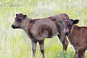 Longhorn Calves in Oklahoma