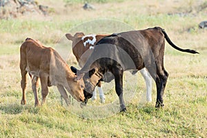 Longhorn calves at playing wild