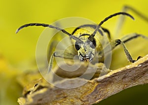 Longhorn Capricorn beetle