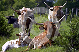 Longhorn Cattle photo