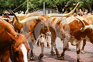 Longhorn Cattle Drive at the stockyards of Fort Worth, Texas, USA