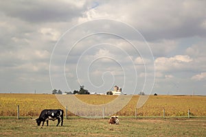 Longhorn Cattle in Field