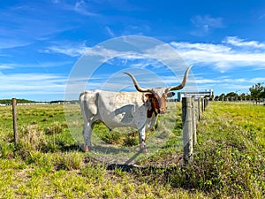 Longhorn Cattle grazing in a pasture in the Laureate Park in Orlando, Florida