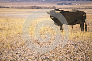 Longhorn Cattle on NE prairie