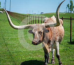 Longhorn cattle on pasture at ranch