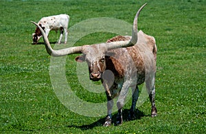 Longhorn cattle on pasture at ranch