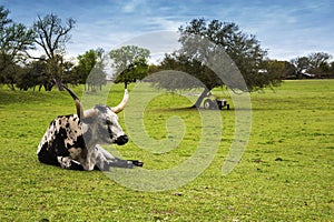 Longhorn Cattle Relaxing on a Hill Country Ranch in Texas