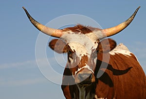 Longhorn Cow