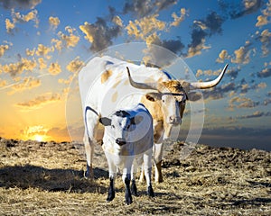 Longhorn Cow and Calf Grazing at Sunrise