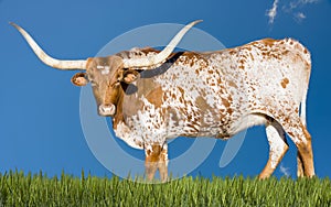 Longhorn Cow