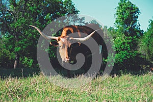 Longhorn cow grazing in farm pasture.