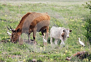 Longhorn Cow and Her Calf