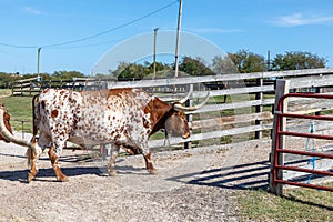 longhorn cow leaves the the gate at stockyards in Fort Worth, Texas photo