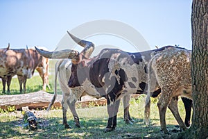 Longhorn cow in rural