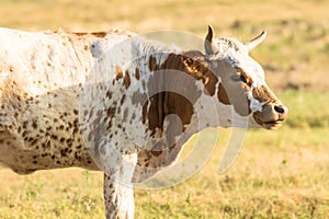 Longhorn cow standing in prairie