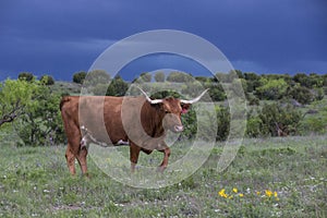 Longhorn cow with thunderstorms in background