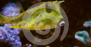 Longhorn cowfish in extreme close-up near a reef (in slow motion)