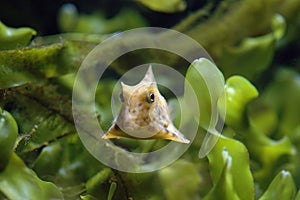 Longhorn Cowfish (Lactoria cornuta) photo