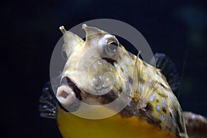 Longhorn cowfish