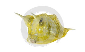 Longhorn cowfish, Lactoria cornuta photo