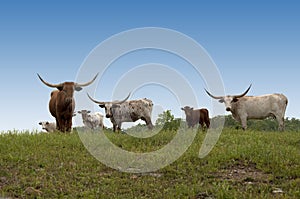 Longhorn Cows on the Hill