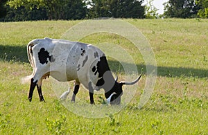 Longhorn Grazing