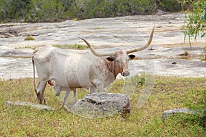 A longhorn and her calf.