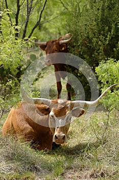 Longhorn in Mesquite Thicket