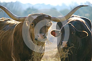 Longhorn and Santa Gertrudis cows eating