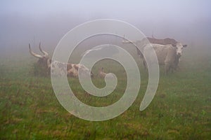 Longhorn Steer in Foggy Pasture