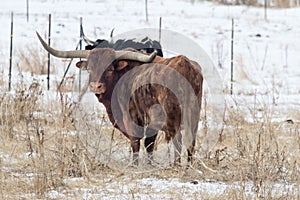 Longhorn steer in a pasture with snow on the ground