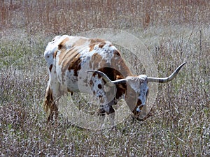 Longhorn steer at the Wichita Mountains National  wildlife refuge Oklahoma