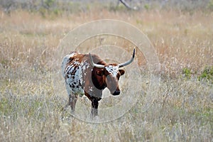 Longhorn steer at the Wichita Mountains National  wildlife refuge Oklahoma