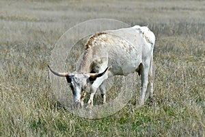 Longhorn steer at the Wichita Mountains National  wildlife refuge Oklahoma