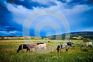 Longhorn Steers grazing in a field with stormy sky