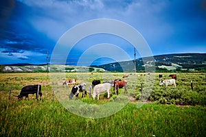 Longhorn Steers grazing in a field with stormy sky