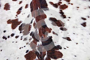 Longhorn white cowhide with black and brown spots/ Fur background