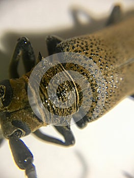 Longhorned Beetle body parts closeup