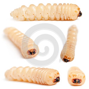 Longhorned Beetle larvae, Cerambycidae Sp photo