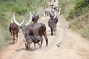 Longhorned cow with suckling calf