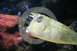 Longhorned Cowfish
