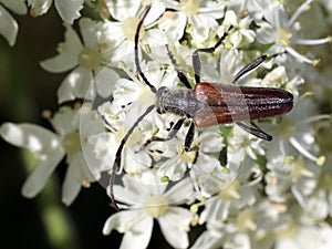 Longhorned Flower Beetle - Trachysida mutabilis photo