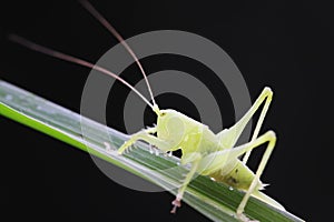 longhorned grasshoppers