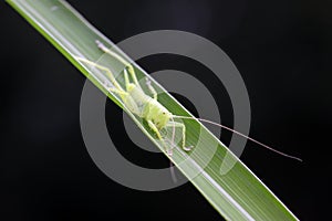 longhorned grasshoppers