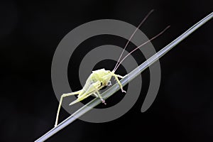 longhorned grasshoppers