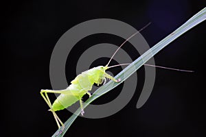 longhorned grasshoppers