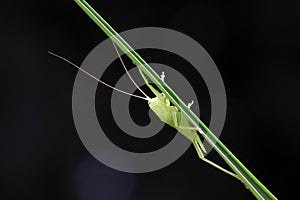 longhorned grasshoppers