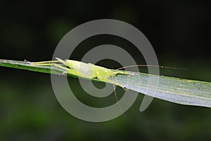 longhorned grasshoppers nymphs