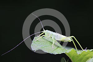 longhorned grasshoppers nymphs